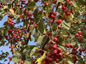 Malus Donald Wyman Malus Donald Wyman