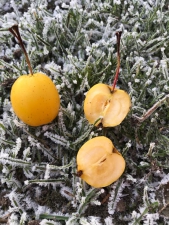Malus Hellendoorn Malus Hellendoorn