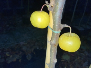 Malus Hellendoorn Malus Hellendoorn