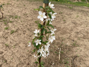 Malus Henkie Malus Henkie