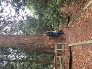 Sequoiadendron giganteum 