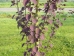 Cercidiphyllum japonicum Rotfuchs