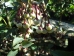 Styrax japonicus Pink Snowbell