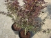 Acer palmatum Starfish