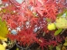 Acer palmatum Starfish