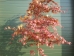 Acer palmatum Red Emperor
