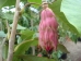 Magnolia sieboldii Colossus