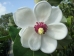 Magnolia sieboldii Colossus