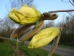 Magnolia Yellow Lantern