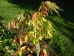 Oxydendrum arboreum