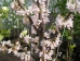 Cercis canadensis Pauline Lily