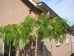 Albizia julibrissin Shidare