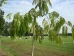 Albizia julibrissin Shidare