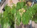 Albizia julibrissin Shidare