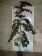 Cercis canadensis Ruby Falls