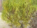 Frangula alnus Fine Line
