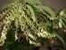 Oxydendrum arboreum