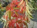 Oxydendrum arboreum