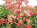 Acer conspicuum Red Flamingo