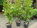 Magnolia grandiflora Francois Treyve