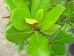 Magnolia grandiflora Francois Treyve