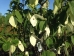 Davidia involucrata Sonoma