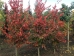 Carpinus caroliniana Red Fall