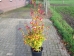 Parrotia persica Persian Spire ®