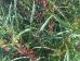 Frangula alnus Fine Line