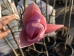 Magnolia Rose Marie