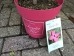 Cornus kousa Scarlet Fire ®