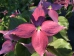 Cornus kousa Scarlet Fire ®
