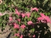 Cornus kousa Scarlet Fire ®