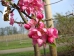 Malus Adams