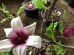 Magnolia Old Port