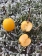 Malus Hellendoorn