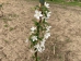 Malus Henkie