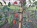 Malus Henkie