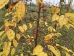 Malus Henkie