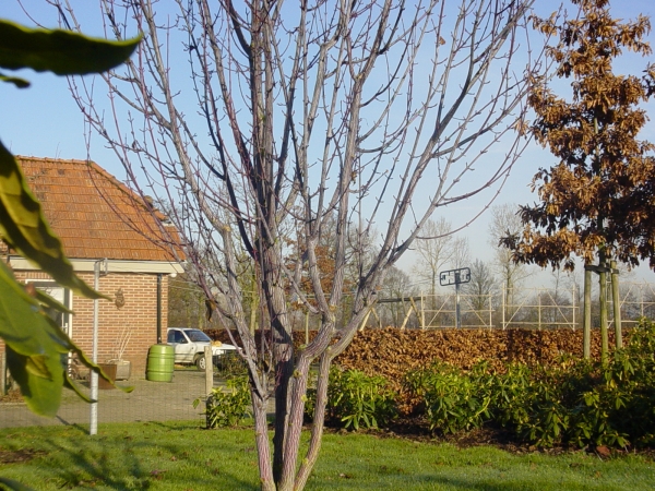 Acer davidii Purple Bark