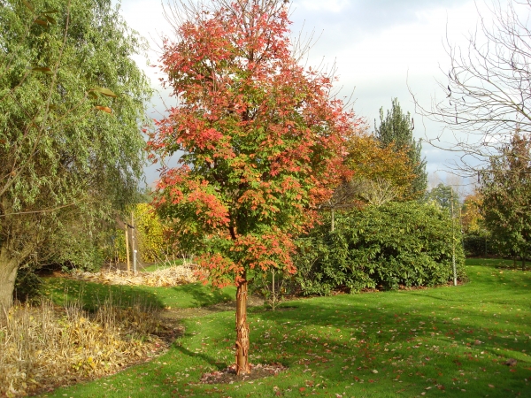 Acer griseum