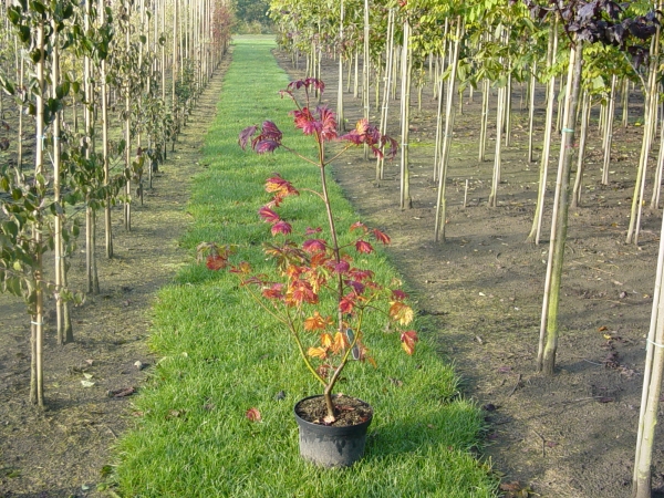 Acer japonicum Aconitifolium