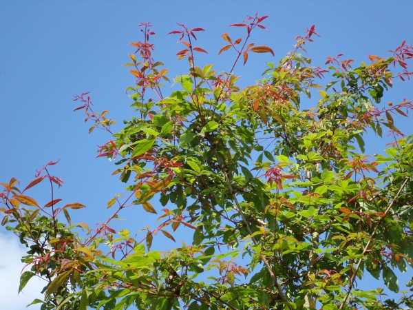 Acer mandschuricum