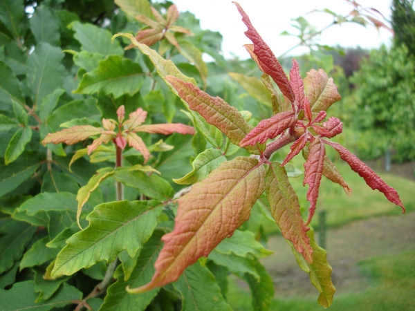 Acer maximowiczianum