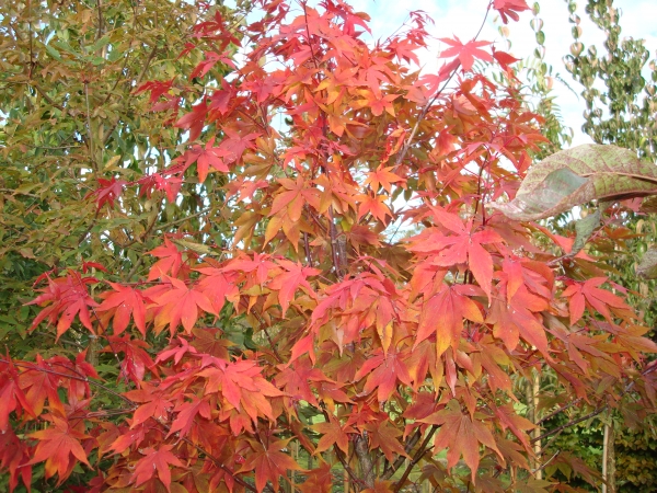 Acer palmatum Osakazuki