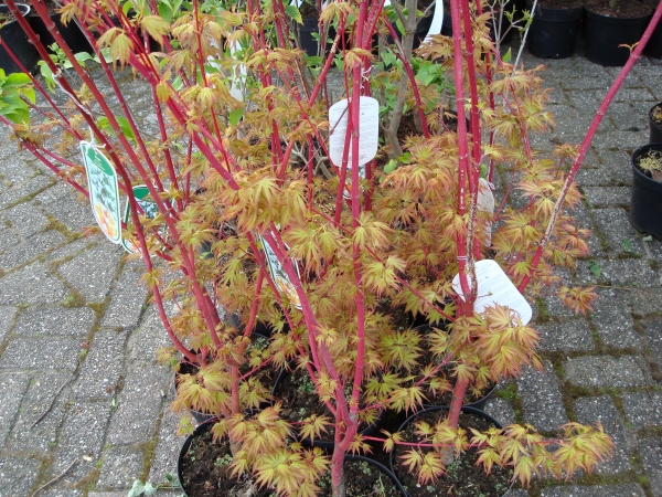 Acer palmatum Sangokaku