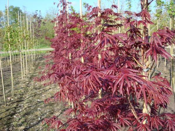 Acer palmatum Trompenburg