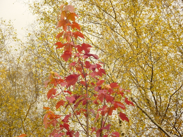 Acer rubrum October Glory