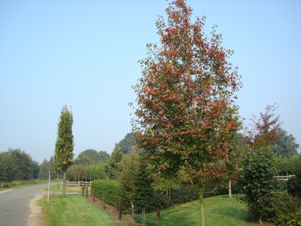 Amelanchier arborea Robin Hill 