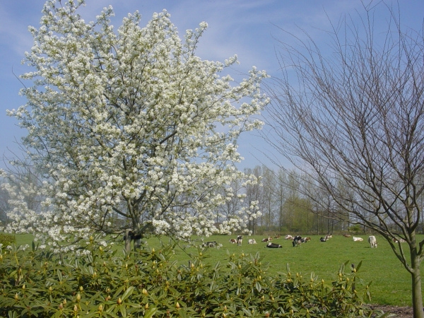 Amelanchier laevis Ballerina